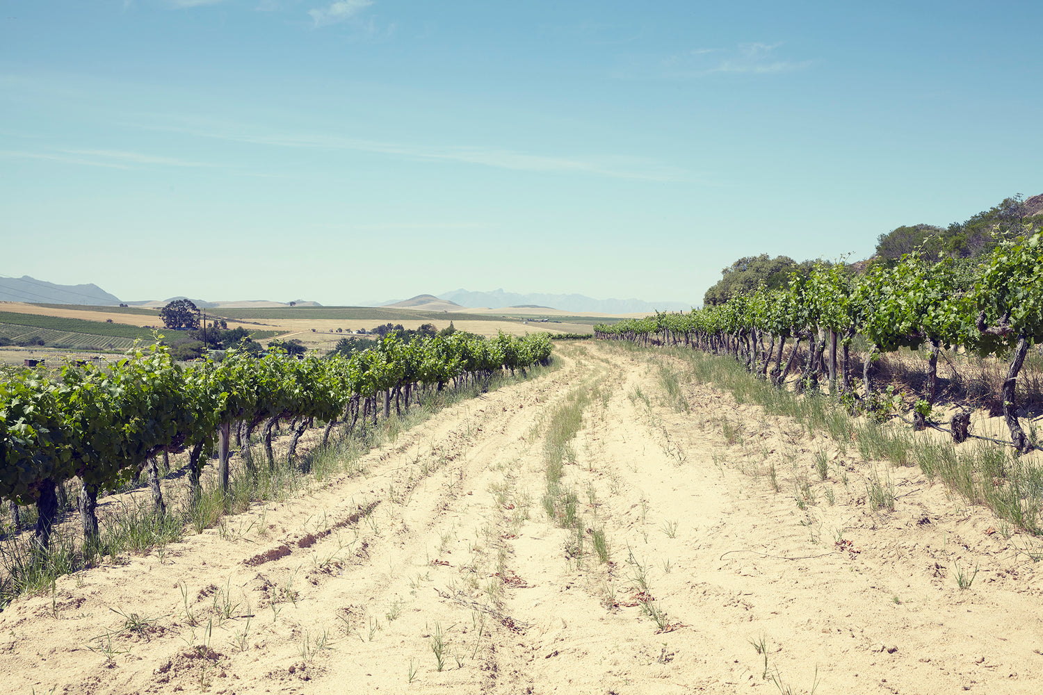 The Swartland And The South African Wine Revolution