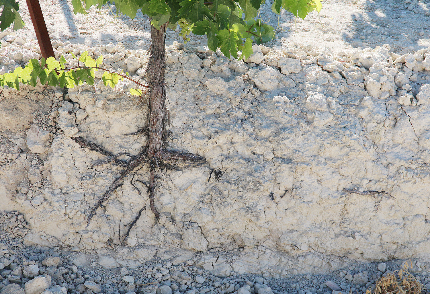 Unearthing terroir: Limestone