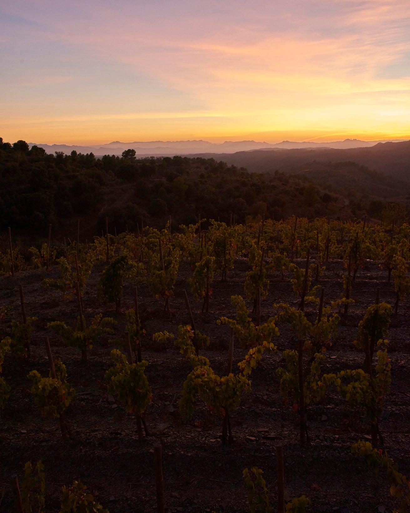 Grenache Vineyards