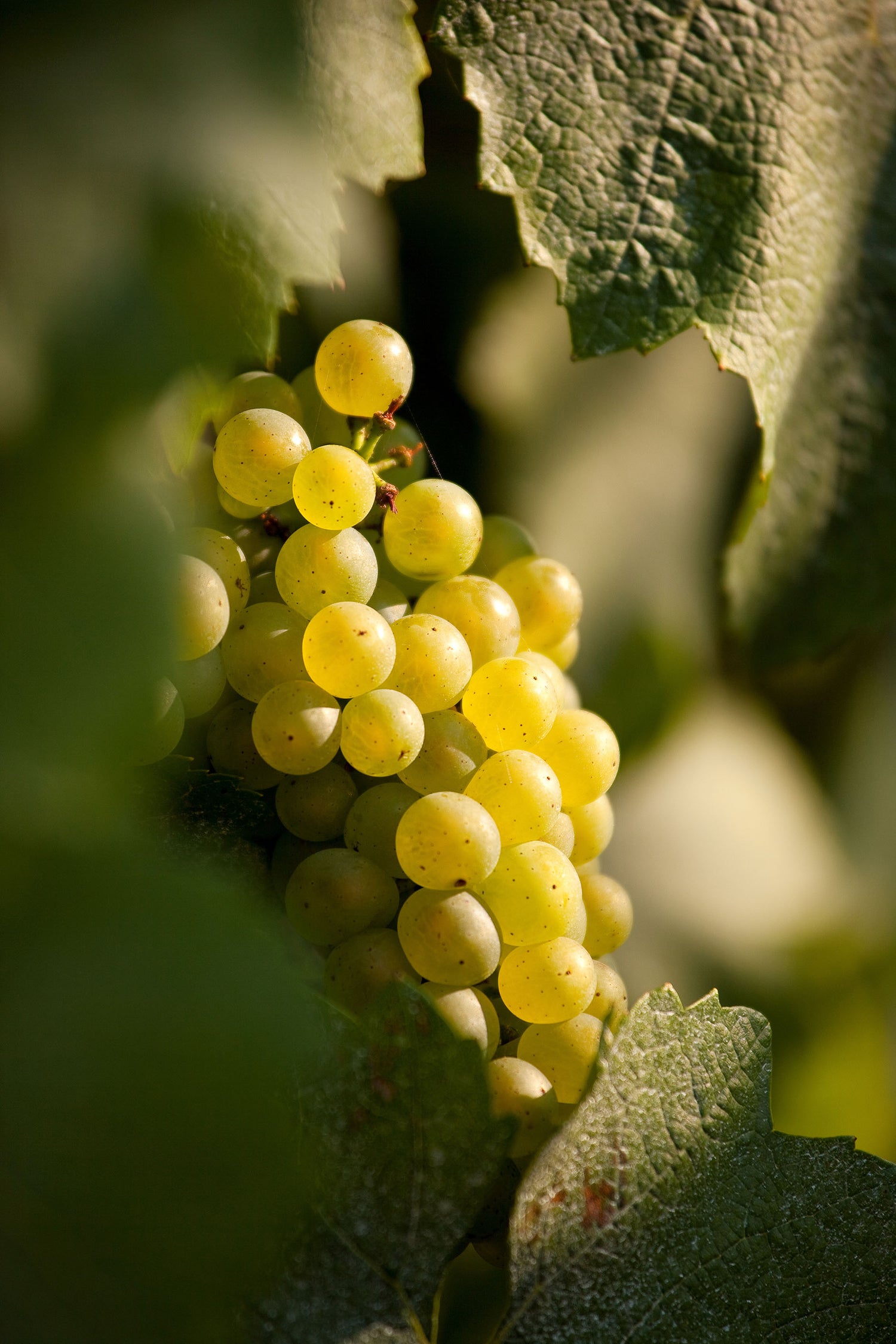 Chenin Blanc