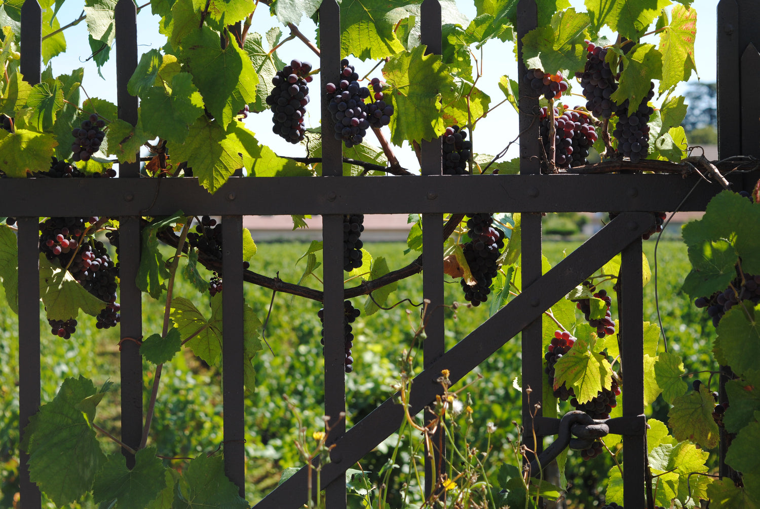 Pinot Noir