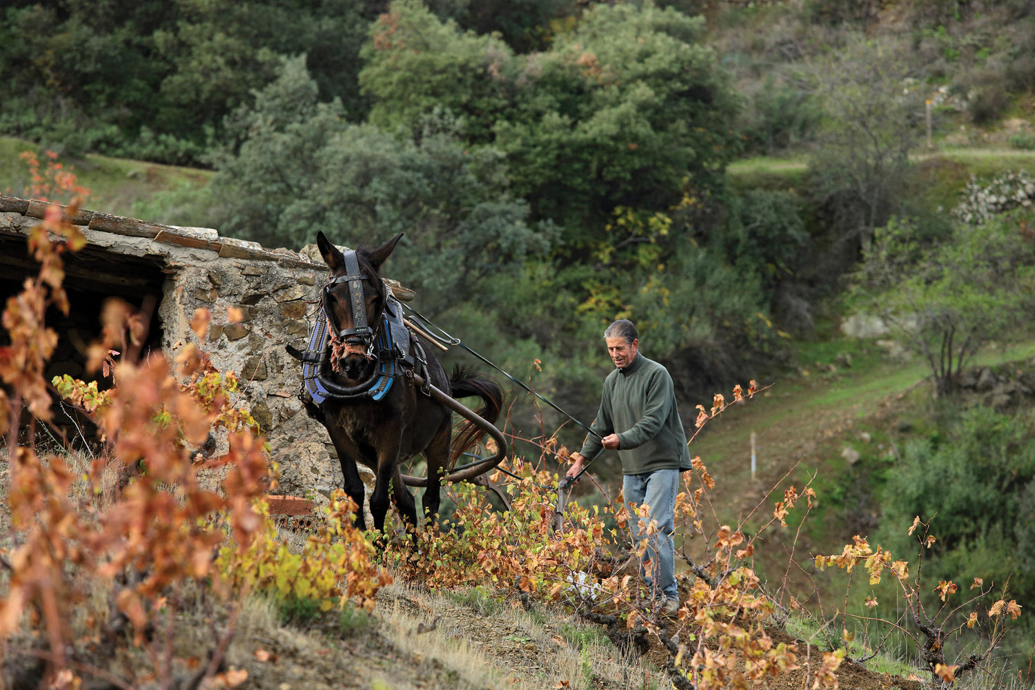 Natural Wine