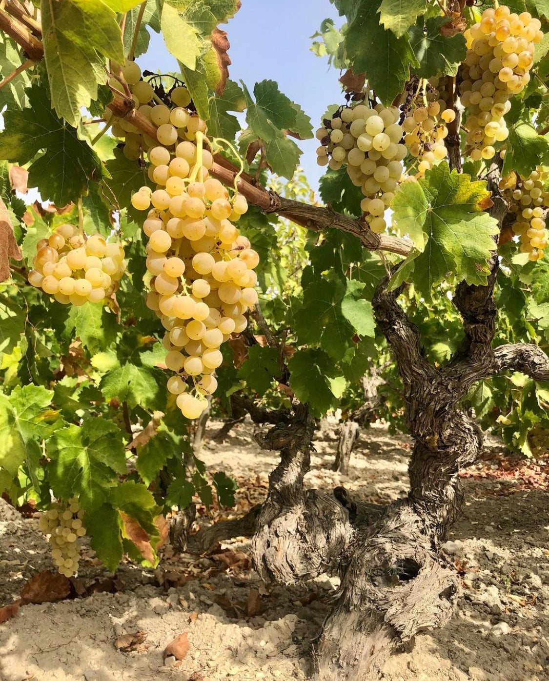 Bodegas Cota 45