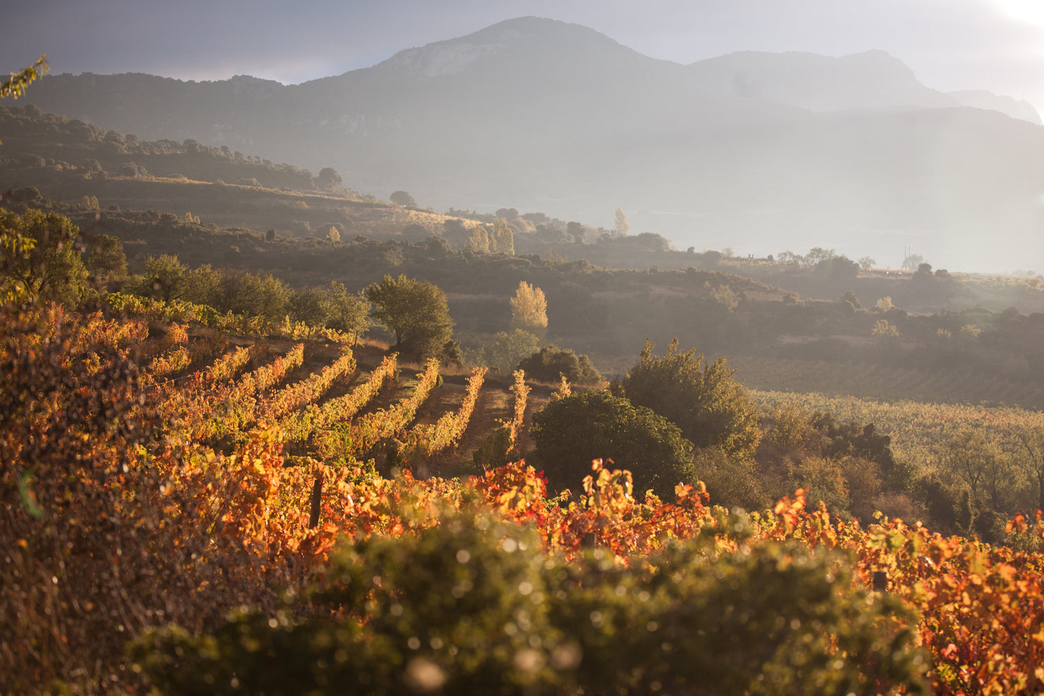 Tempranillo