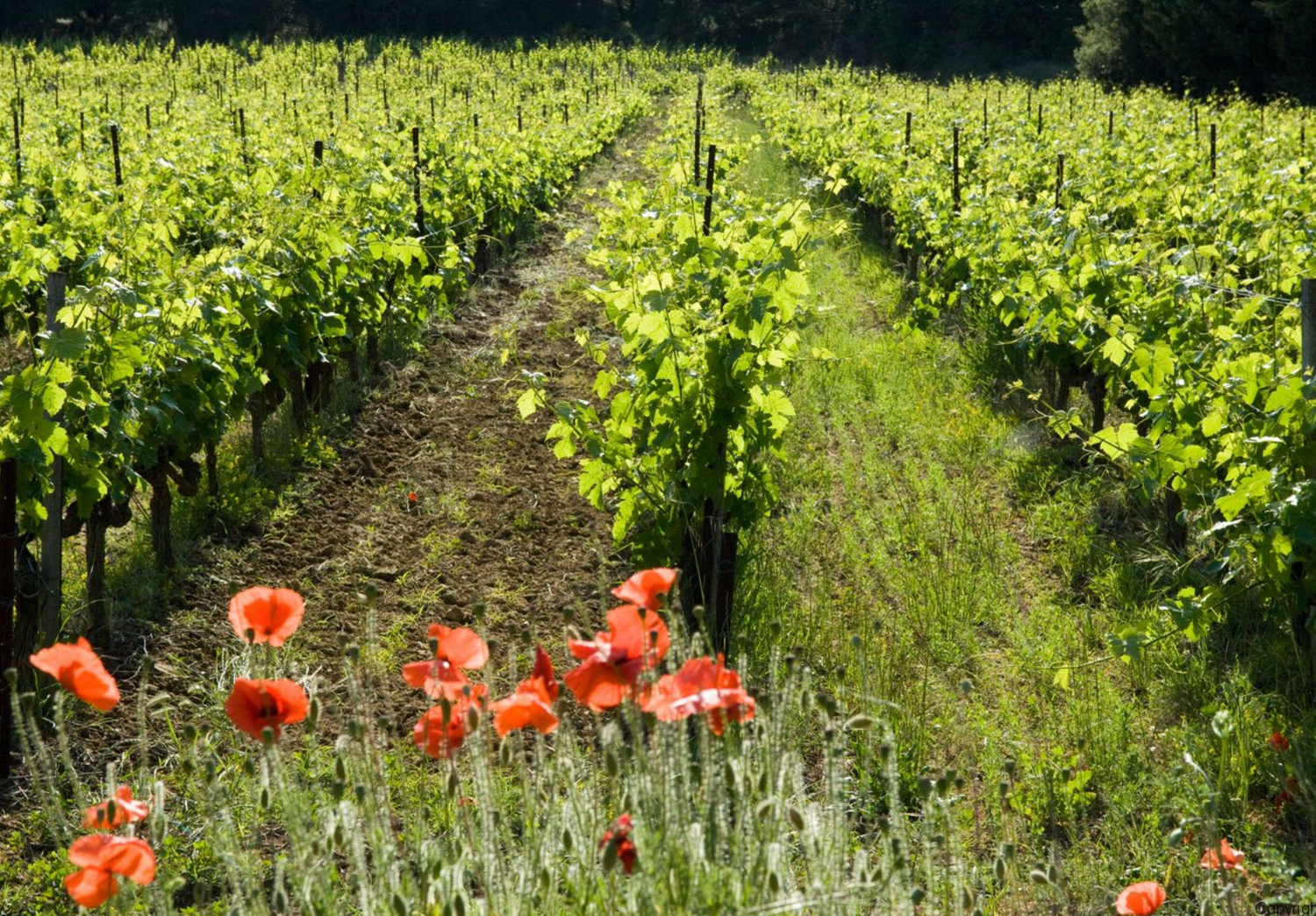 Domaine Montirius