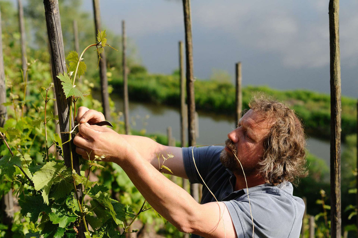 Clemens Busch: Master of the Mosel