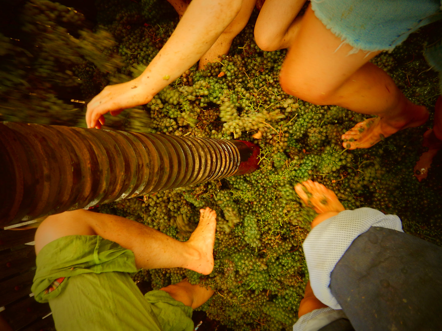 The future's bright: Hannah Crosbie makes the case for orange wine