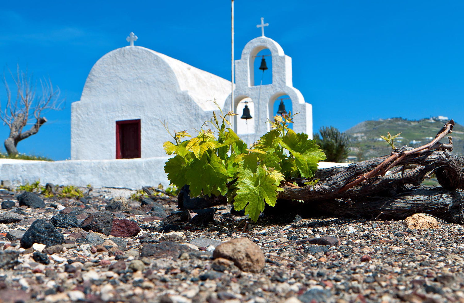 From Assyrtiko to Xinomavro: discover the delicious new faces of Greek wine.