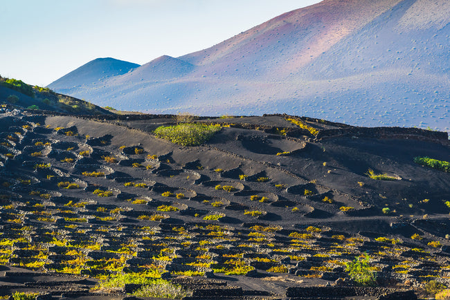The Unique, Volcanic wines of The Canary Islands