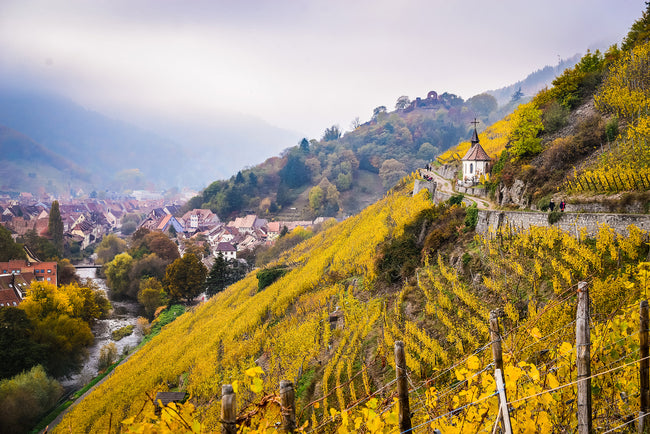Domaine Mann: A New Icon of Alsace