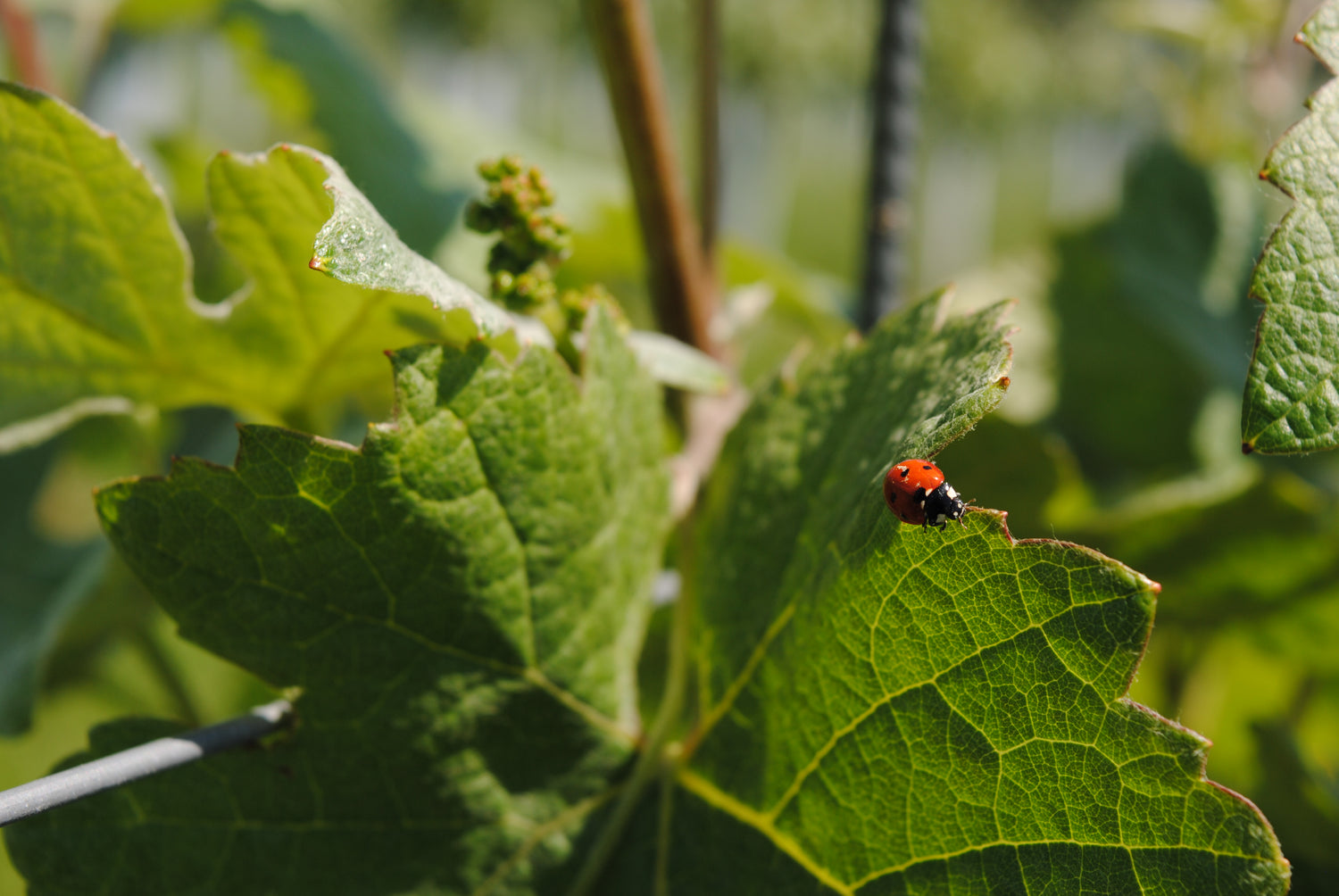 What it means to be a 'Sustainable' wine shop