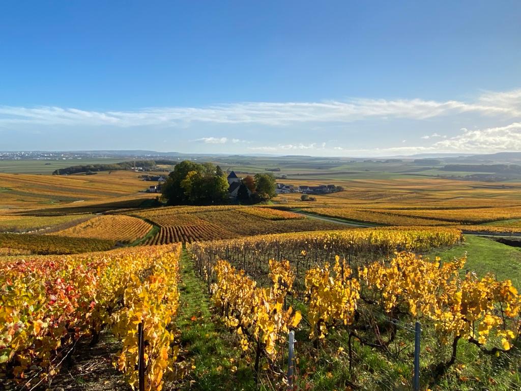 A toast to the diversity of Champagne