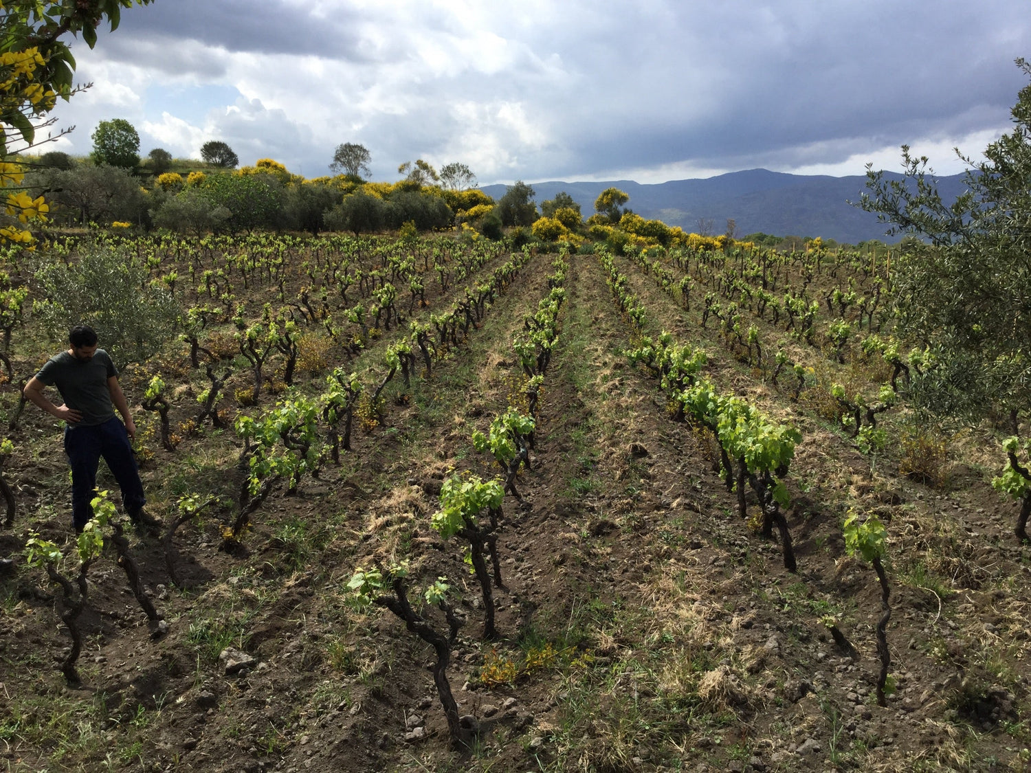 Eduardo Torres Acosta standing in-between his vines on his Sicilian Wine Estate