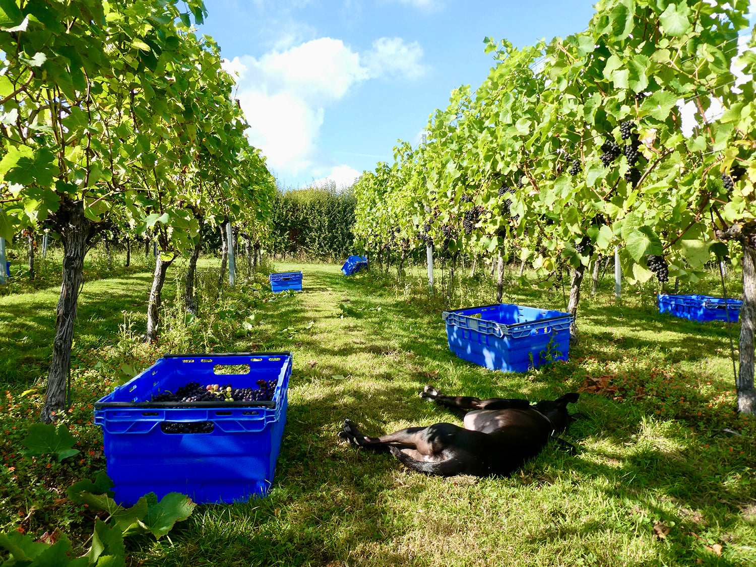 English Wine: How Does It Compare?