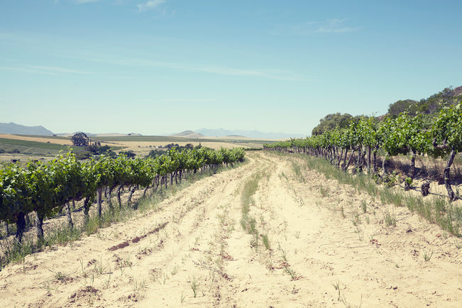 The Swartland And The South African Wine Revolution