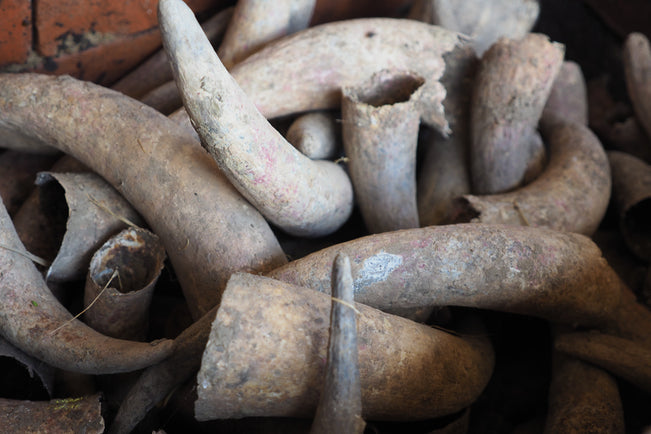 Horn manure the most widely known biodynamic preparation