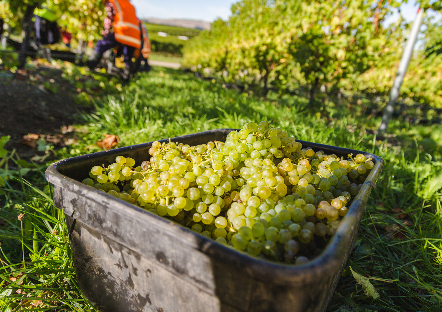 Picking Sauvignon Blanc in New Zealand