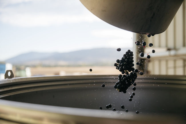 What You Need To Know About Whole-Bunch Wine Fermentation