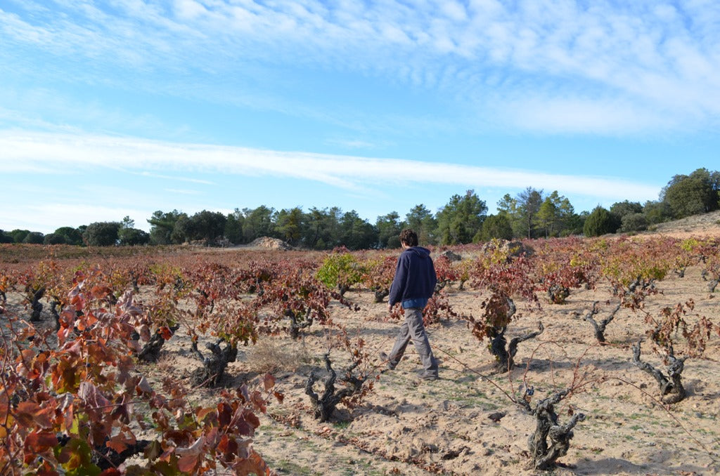 Vieilles Vignes: Do Old Vines Really Make Better Wine?