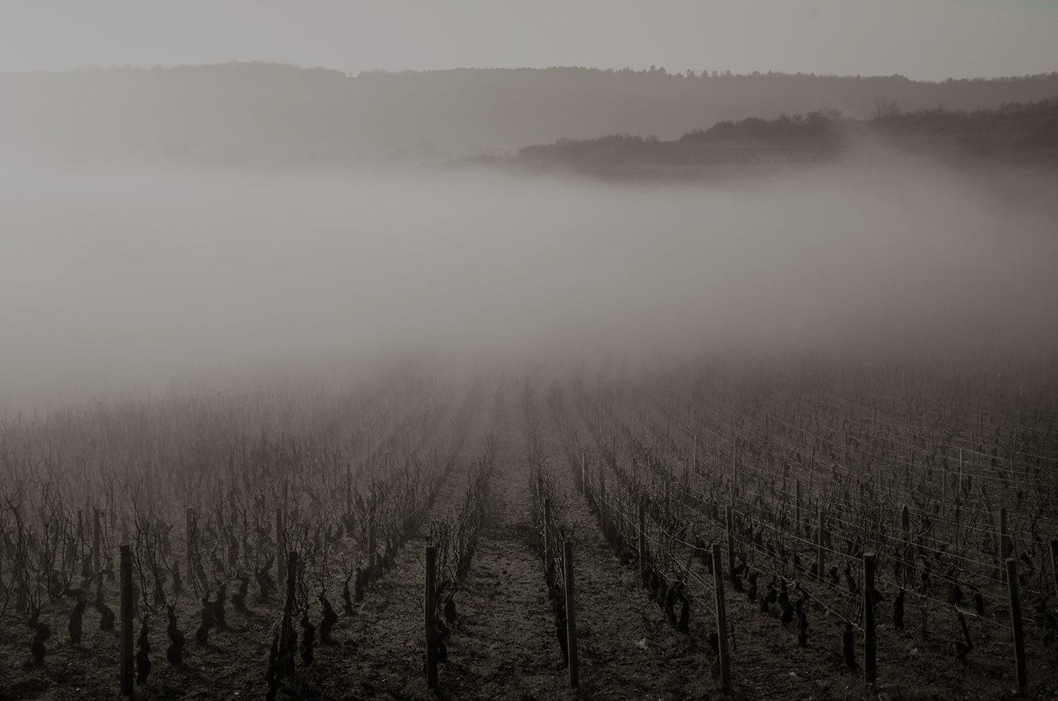 Burgundy 2024; the year the rain came