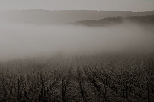 Burgundy 2024; the year the rain came