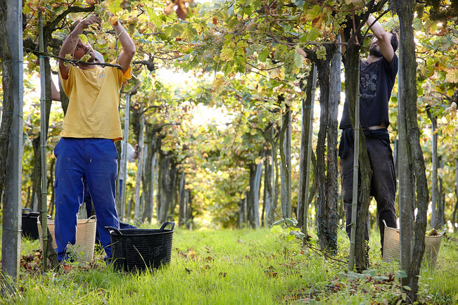 Viva la revolution! Five Spanish grapes that should be on your radar and in your glass