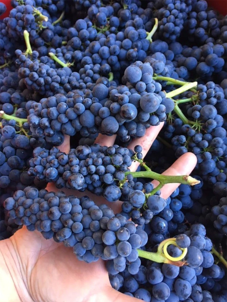 Domaine Berthaut-Gerbet