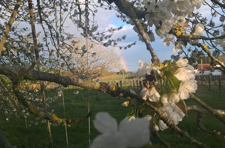 Les Cailloux du Paradis