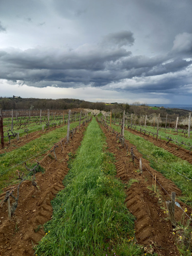 Domaine Monier Perreol