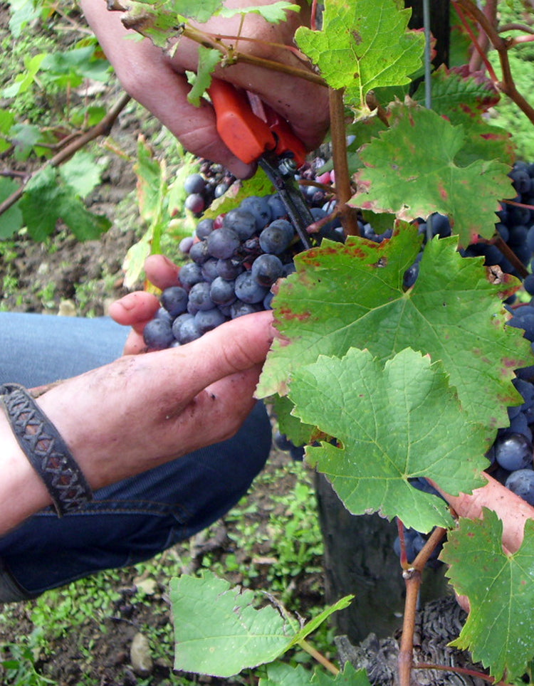 Domaine Catherine & Pierre Breton