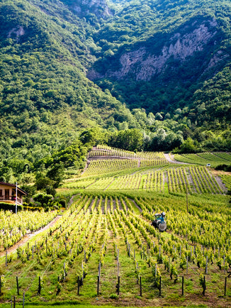 Les Alpes: Savoie and Bugey
