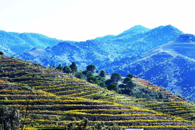 Discovering Catalonia