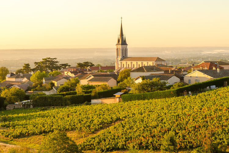 Beaujolais: Old and Nouveau